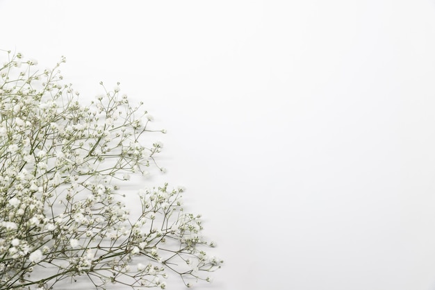 Foto composizione floreale con masse leggere e ariose di piccoli fiori bianchi su sfondo bianco turchese cornice vista dall'alto gypsophila baby'sbreath fiori