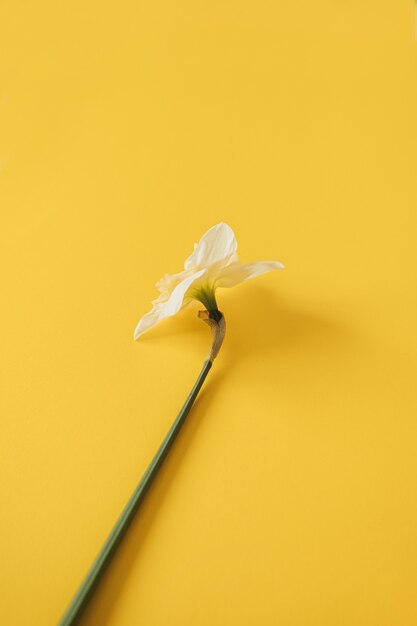 黄色に水仙の花が1つある花の組成