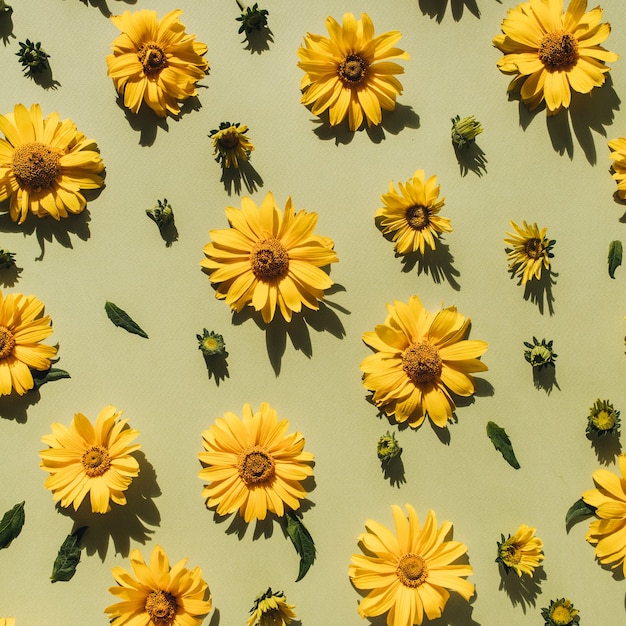 黄色のデイジーの花のつぼみパターンテクスチャ表面と花の組成
