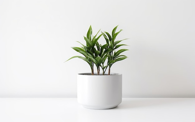 Floral Container Plant Pot on White or PNG Transparent Background