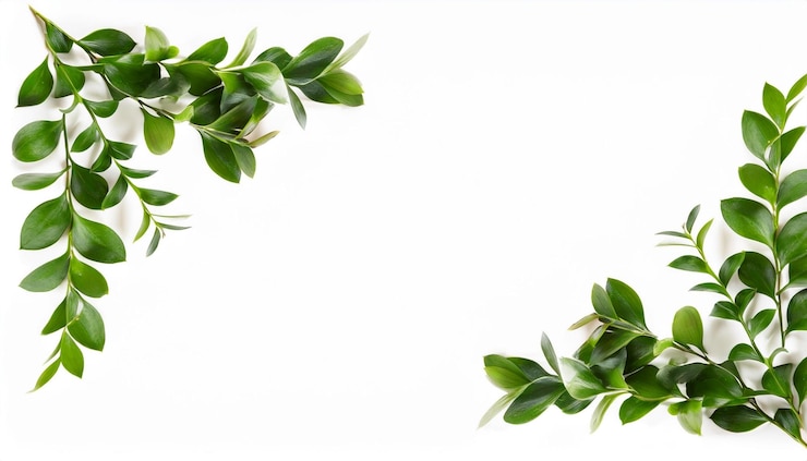 Photo floral corner with green twigs of ruscus isolated on white or transparent background