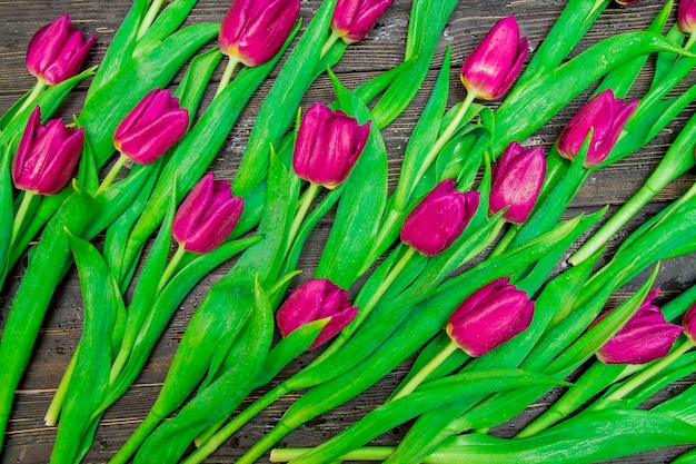 Floral dark pink tulips on black background.