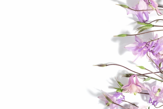 Floral delicate background for text or product, top view. Pink Aquilegia flowers on a white background with hard shadows. Border.