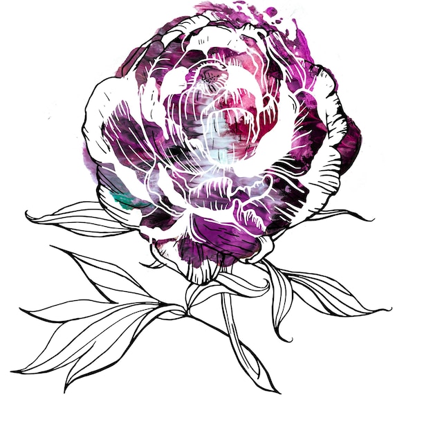 Photo floral elements romantic natural graphic drawn peony flowers with watercolor textures
