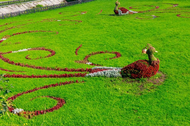 庭の芝生の上の鳥の花の図