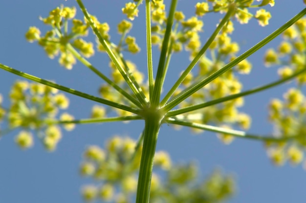 floral fireworks