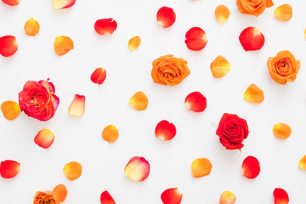 Floral flat lay of colorful red and orange rose buds and petals over white