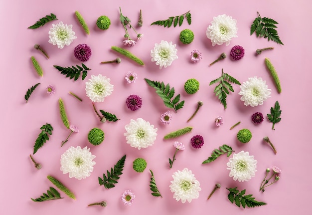 Lay piatto floreale. composizione di fiori colorati crisantemo e foglie di felce isolato su sfondo rosa. fondo del fiore di estate dei fiori del crisantemo.