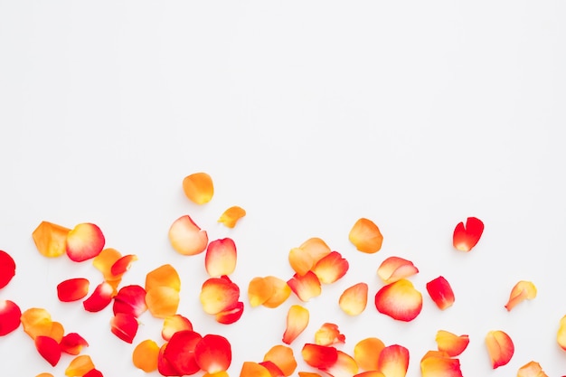 Floral flat lay of red and orange rose petals scattered over white