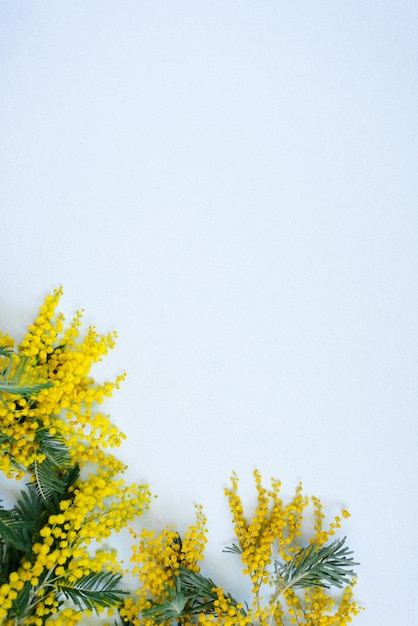 Floral frame van gele mimosa takken op witte achtergrond. Bloemen van de dag van de vrouw. Plat lag, bovenaanzicht.