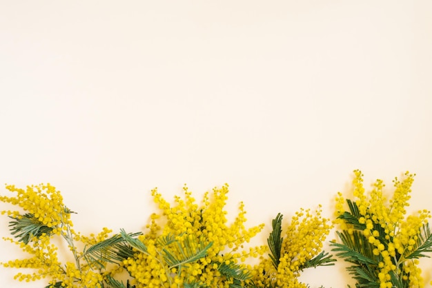 Floral frame van gele mimosa takken op witte achtergrond Bloemen van de dag van de vrouw Plat lag bovenaanzicht