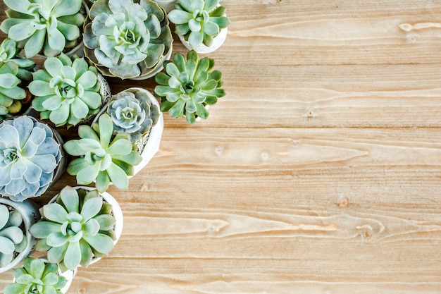 Floral frame with succulents minimal creative berry arrangement pattern on wooden background flat la