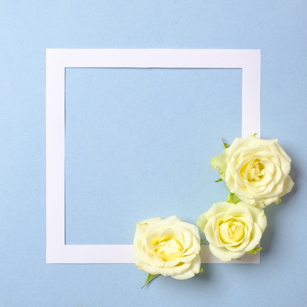 Floral frame with white roses flowers on pastel blue background.