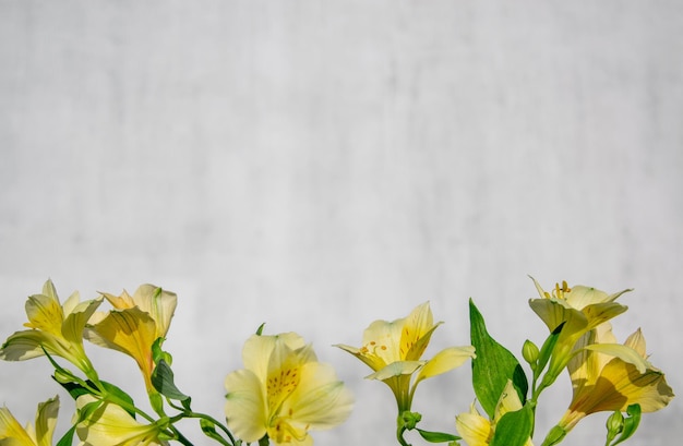 Floral frame of yellow alstroemeria flowers on a white grunge background