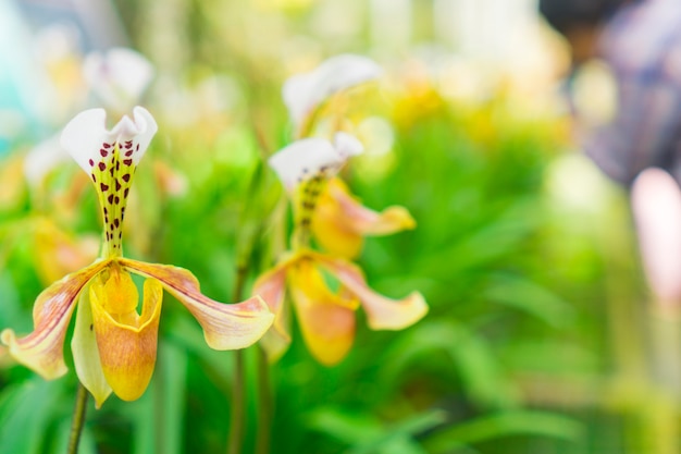 Sfondo di giardinaggio floreale con varietà di fiori da giardino colorati e attrezzi da giardinaggio