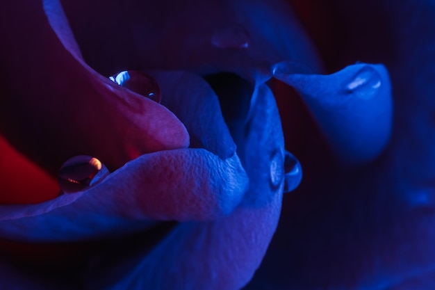 Foto macro floreale primo piano dei petali di rosa al neon viola blu bocciolo di fiore con goccioline d'acqua