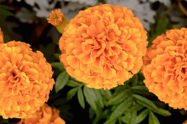 Floral of marigolds on a flowerbed in a park.