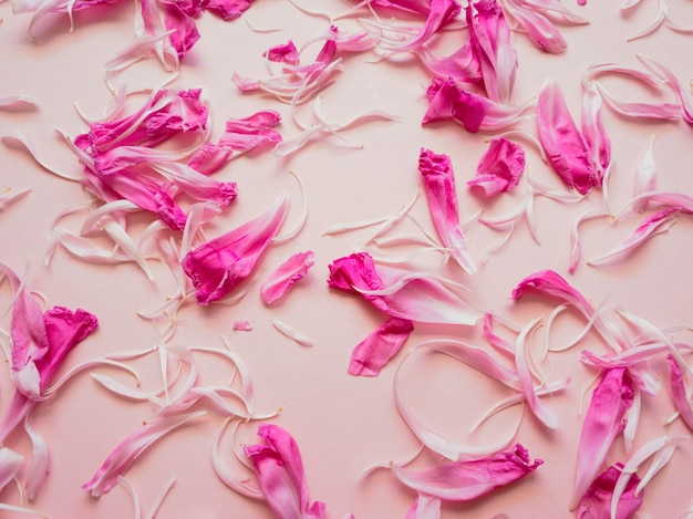 Floral natural background from a petal of pink peony flower on a pink delicate background. Flat style, top view.