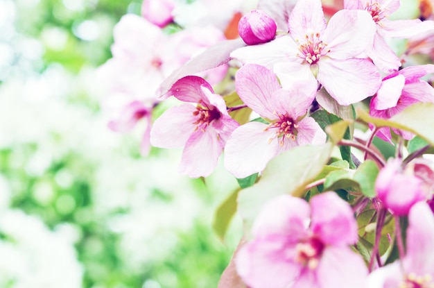 Floral natural background spring time season Blooming apple tree