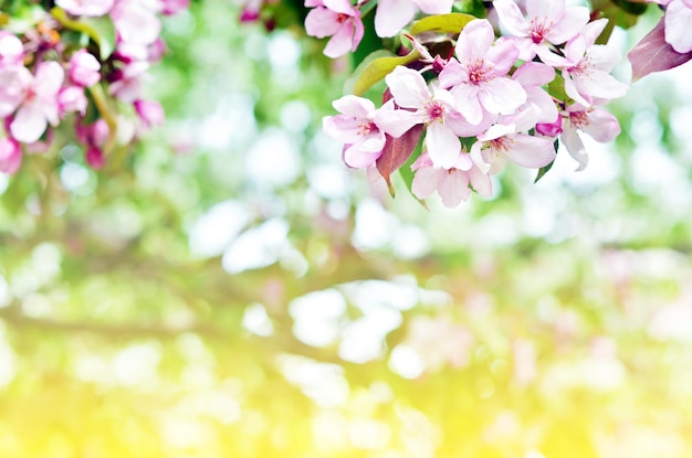 花の自然な背景春の季節咲くリンゴの木