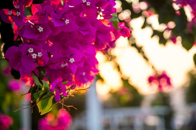 Photo floral natural background with pink flowers and place for text