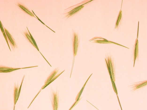 Floral pattern background of ears. Top view, flat lay.