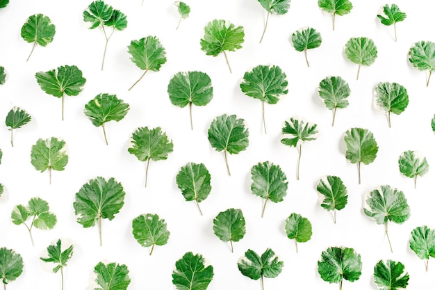 Floral pattern made of green leaves