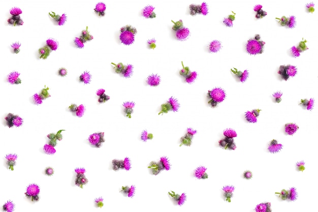 Floral pattern made of purple thistle  flowers with thorns 