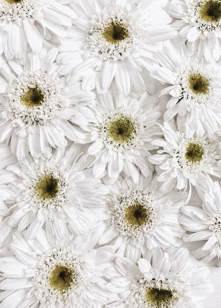 Floral pattern made of white chamomile daisy flowers. Flat lay, top view