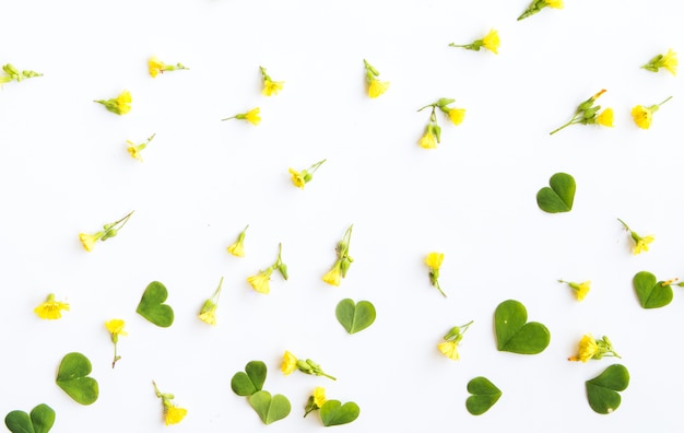 写真 白い背景に花のパターン。