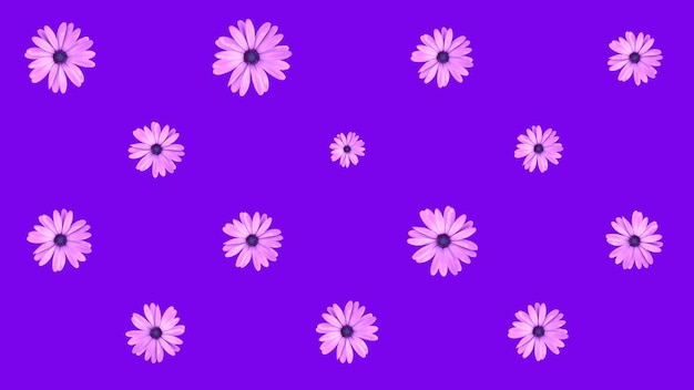 Floral pattern of pink African daisy flowers on purple background Top view of flat lay daisies