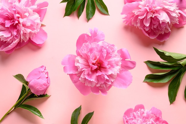 Floral pattern of pink peony flowers on pink. Greeting card for 8th March or Mother day.