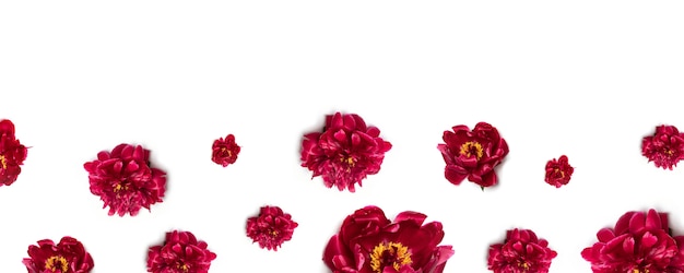 Floral pattern of red peony flowers on white