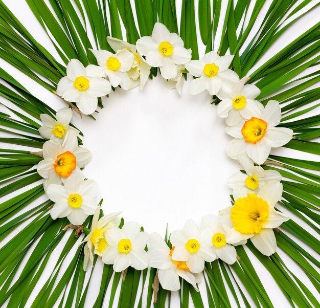 Floral pattern, round frame of daffodil flowers on a  of green leaves