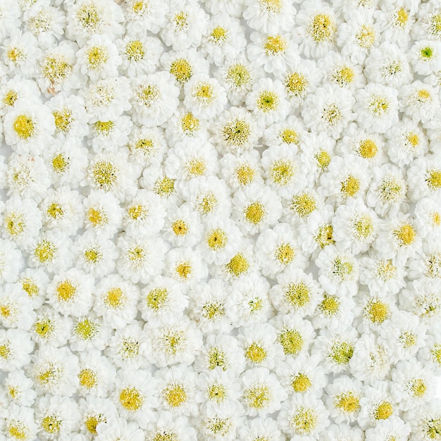 Floral pattern texture made of white daisies flowers the apartment lay top view floral background pa