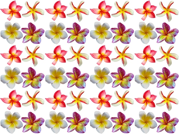 Floral Pattern on a white background