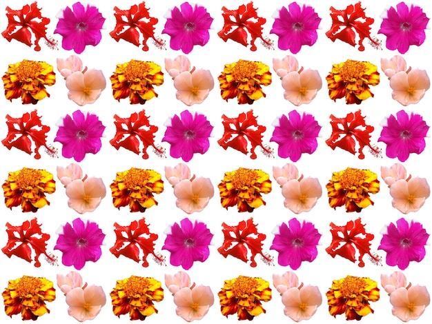 Photo floral pattern on a white background