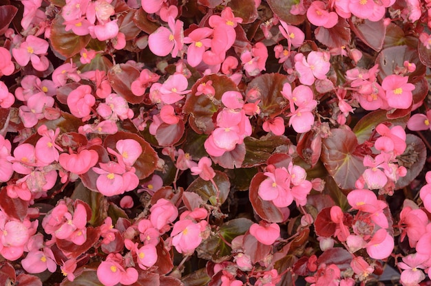 芝生の上のピンクのベゴニアの花。