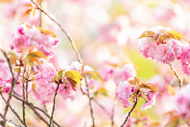 Primavera floreale astratto della natura