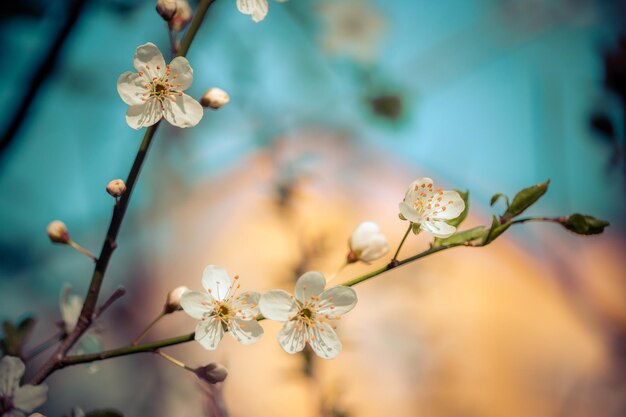 花春の背景 咲く白い桜 春