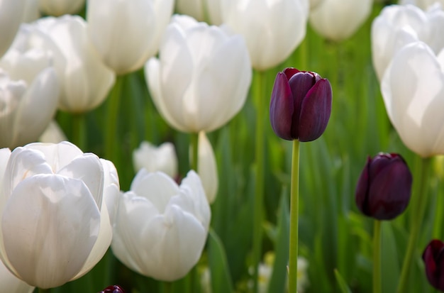 Floral Spring Flower Colorful Tulips in Nature