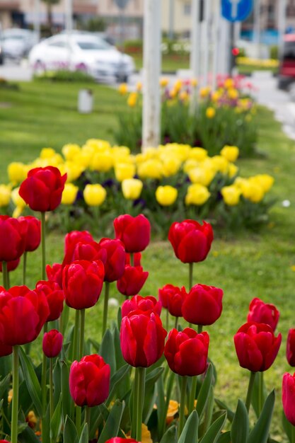 花 春の花 自然の中で色とりどりのチューリップ