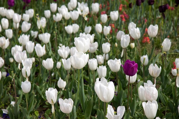 花 春の花 自然の中で色とりどりのチューリップ