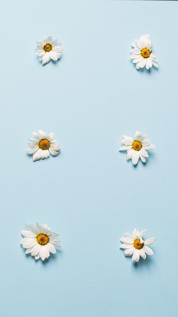 Photo floral summer background white small daisy flowers lie in rows of patern blue background flat lay template copy space