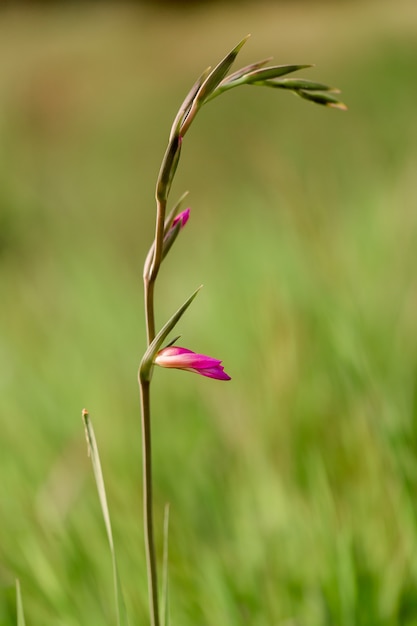 花の夏の春の背景。自然のフィールドで草のクローズアップ。カラフルな芸術的な画像、無料のコピースペース