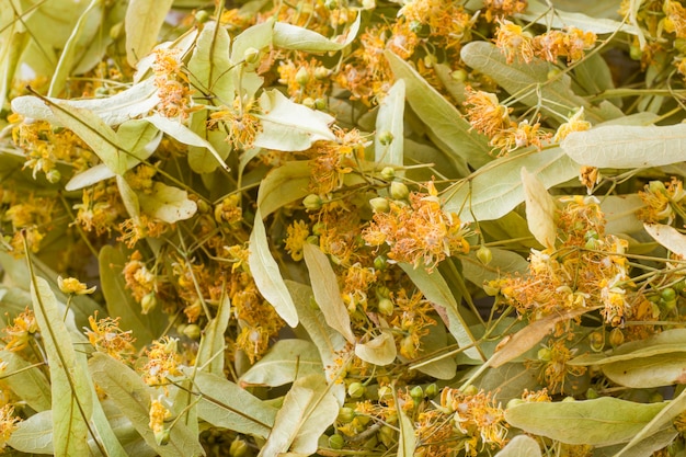 Floral surface of Linden blossoms. Close up