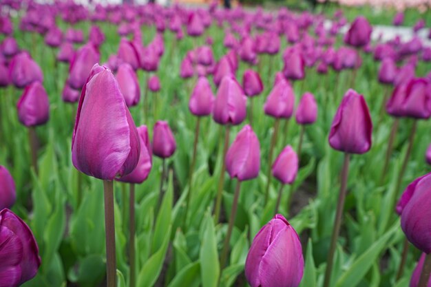 Floral surface. Purple blooming tulips in flower bed. Close-up