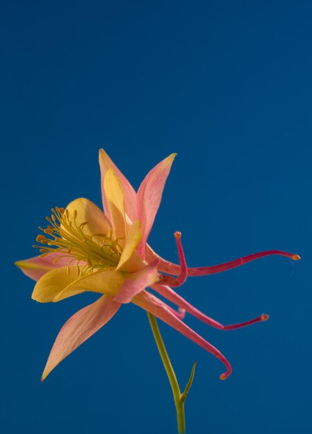 aquilegia 꽃이 있는 꽃무늬 벽지 aquilegia 꽃이 있는 꽃무늬 벽지