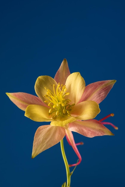 Floral wallpaper with aquilegia flower