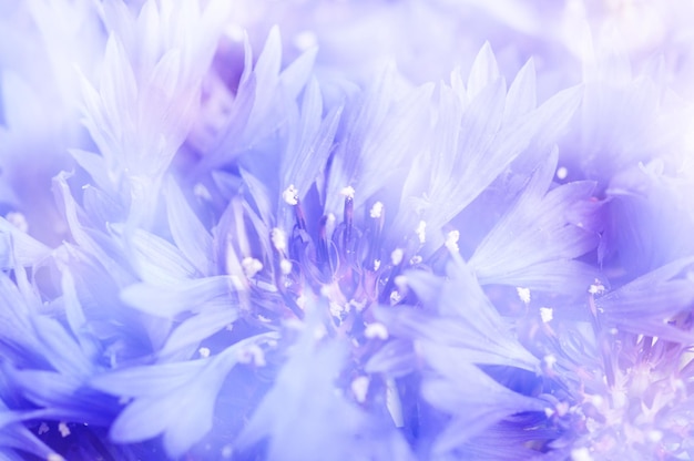 Floral zachte tedere achtergrond van blauwe verse cornflowerdefocused s macro afbeelding